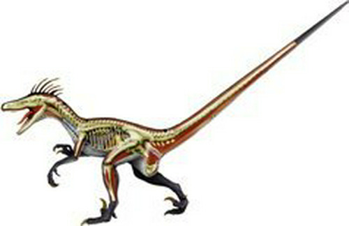 4d Visión Velociraptor Anatomía Modely.