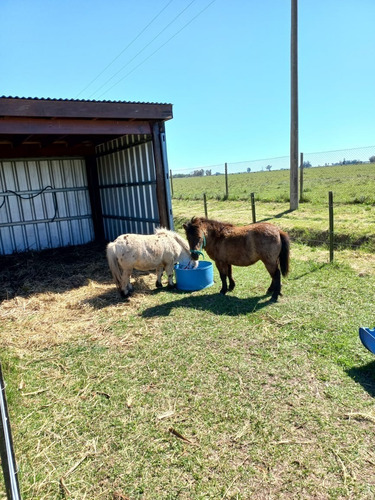 Imagen 18 de 20 de Chacras De Abbott - Casa Estilo Campo
