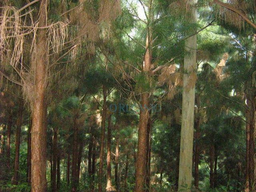 Imagem 2 de 2 de Área À Venda, 70000 M² Por R$ 650.000,00 - Serra Grande - Gramado/rs - Ar0045