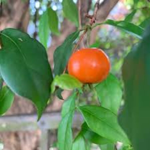 Pitanga-mirim/pitanga-laranja - Muda Com 25cm!