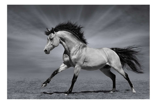 Vinilo 60x90cm Caballo Corriendo Blanco Negro Galopando