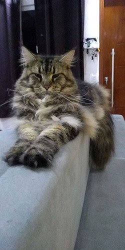Imagem 6 de 10 de Maine Coon Intero (sem Castrar)