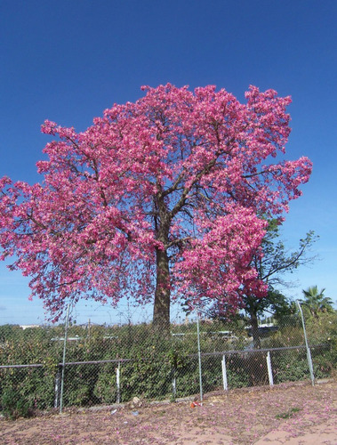Arbol Palo Borracho 2.30 Altura. Envíos A Todo El País. Fucsia