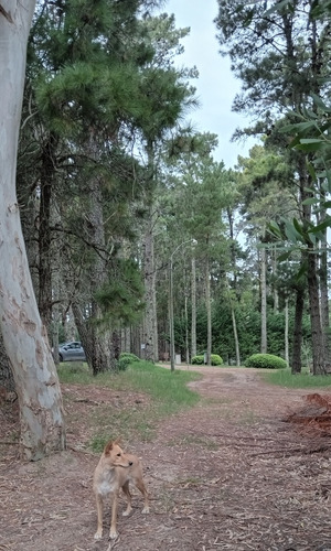 Casa Mar De Las Pampas Rodeada Bosque Promo Vacaciones Invie