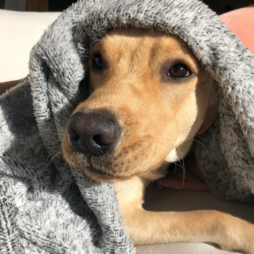 Manta Corderito Perros Y Gatos. Gris Jaspeado. Simple Pet
