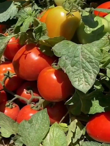 Tomate Rasteiro Isla Pro Profissional - 20.000 Sementes 50g