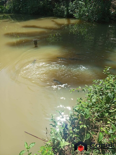 Imagem 11 de 15 de Sitio Familiar Com 3 Lagos Para Psicultura Em Miracatu-sp - 946