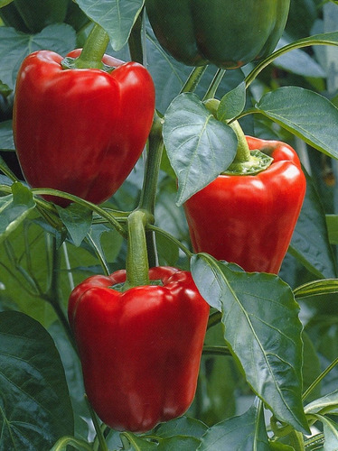Imagen 3 de 4 de Semillas Pimiento Dulce X Sobre Huerta En Casa