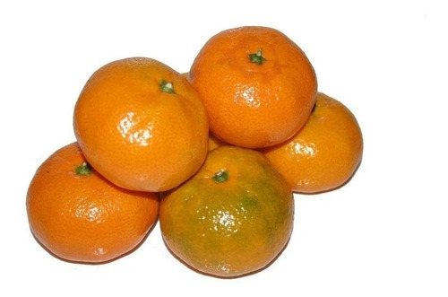 Sobre Para Sembrar 15 Arbol Frutal Mandarina Criolla