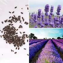 Comprar Lavanda Semillas Original - Sobre De 125 Semillas 