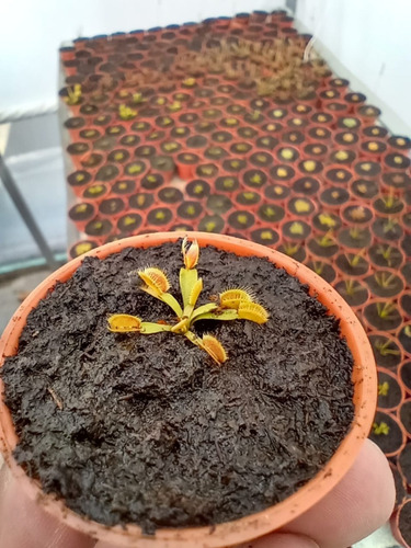 Imagen 2 de 4 de Paquete Venus Petite, Capensis Petite, Nutrientes Y Peatmoss