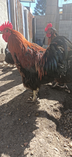 Palomas Blancas, Gallinas Y Gallos De Campo/excelente Estado