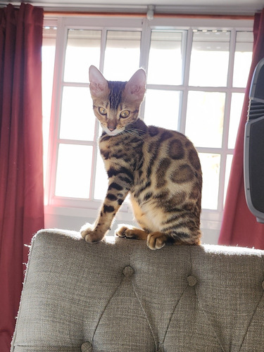 Gato Bengal Sangre Importada
