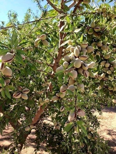 Imagen 1 de 2 de Árbol Exótico De Pistacho Vera, Rápida Producción
