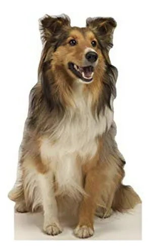 Gráficos Avanzados Collie Perro Tamaño De La Vida De Cartón