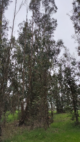 70 Hectáreas Cerca De Las Loicas, A Tan Solo 14 Km Del Lago