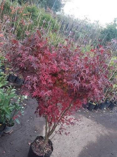 Imagen 8 de 8 de Arbol Acer Arce Japonés, Arce Enano 20lts