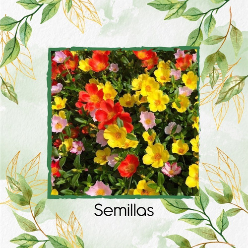 25 Semillas De Flor Portulaca Grandiflora + Obs Germinación