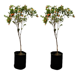 Macetas Grandes Para Arbol | MercadoLibre ?