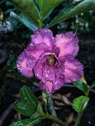 Rosas Del Desierto Fluorescente, Mas Regalo 