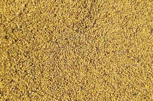 Semilla De Alfafa Criolla Mexicana Siembra Germinar 1 Kg