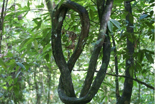 Cipó Cravo 100 Gr