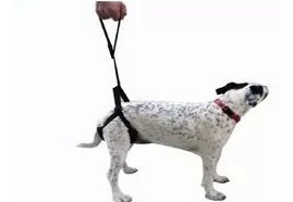 Arnes Para Perros Con Displasia Acolchado Ortopedia Canina