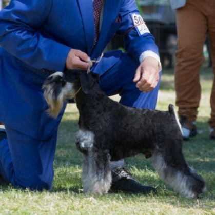 Imagen 6 de 7 de Schnauzer Miniatura Hembra Con Pedigree Kcu