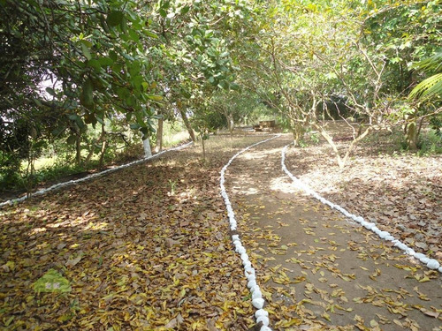 Imagem 4 de 12 de Fazenda Para Venda Em Paudalho, Aflitos - Ja305_1-1830901