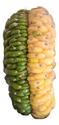 Cacto Trichocreus Pathanoii Cristata Variegata C/raizes