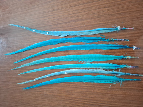 Plumas Faisán Anillados Celeste / Turquesa Celeste (Usado)
