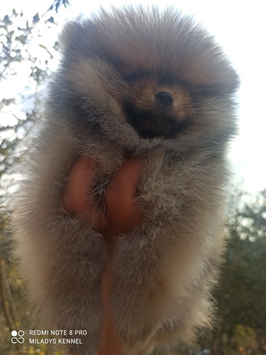 Imagem 3 de 5 de Spitz Alemão Laranja