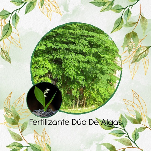 Combo De Abono Orgánico De Algas Para Moringa Oleifera