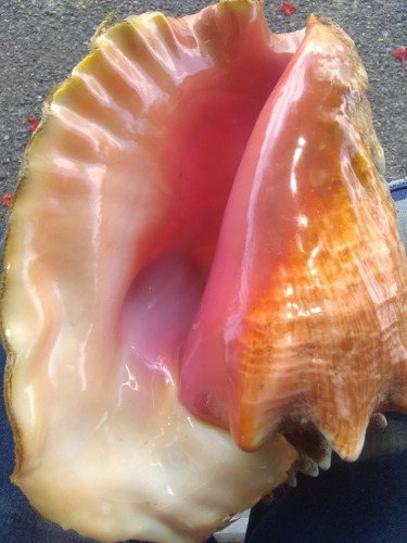 Imagen 1 de 3 de Caracoles De Mar