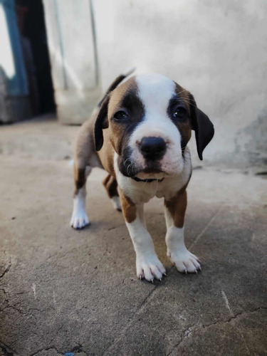 Imagen 2 de 5 de Perrita Pitbull Stanford Americano