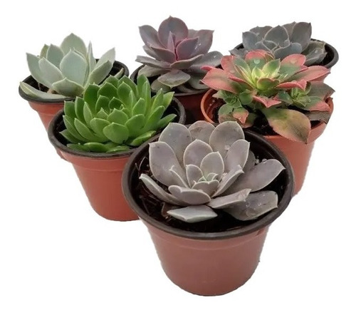 Imagen 7 de 8 de Echeverias 30 Pzas Diferentes