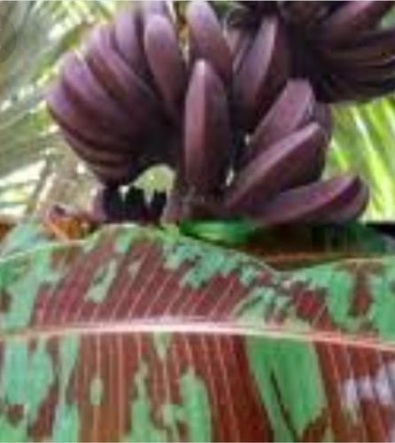 Musa Sumatra/bananeira Ornamental/ 1 Muda Bebê