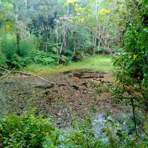 Imagem 5 de 14 de Terreno 02 Alqueires Com Construção Para Reforma