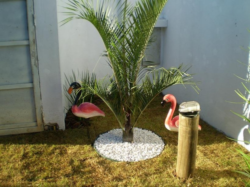 Muda De Palmeira Triangular ( Jardim E Decoração )