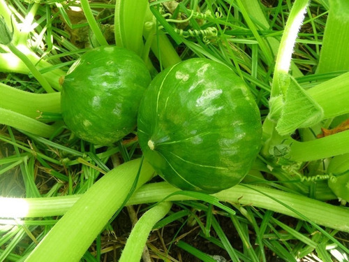 Imagen 3 de 4 de Semillas Zapallito Verde O De Tronco X Sobre Huerta En Casa