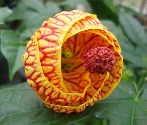 Imagem 5 de 9 de Muda De Lanterna Chinesa - Abutilon Striatum. - Lanterninha
