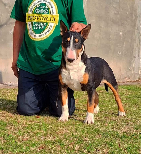 Bull Terrier Con Pedrigee Inseminacion