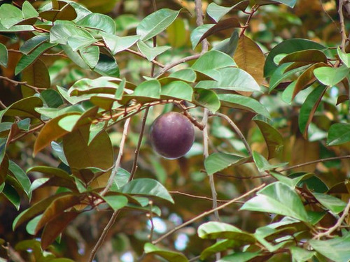 05 Sementes Orgânicas De Abiu Roxo P/ Plantio