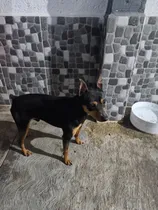 Comprar Doberman Miniatura Adulto