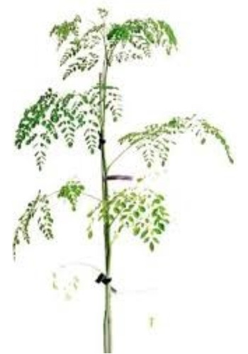 Planta Moringa Frutal Tropical - H E R M O S O