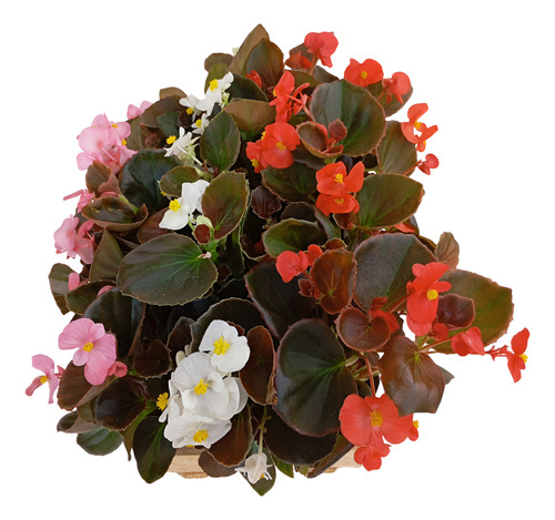Kit 15 Mudas Begonia Cerosa - Folha Bronze - Cores Sortidas
