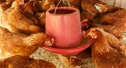 Ración Aves Supra Raval Ponedoras Postura Peleteado 25 Kgs.