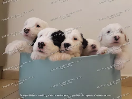 Venta de cachorros y perros de raza Viejo Pastor Ingles en Chiapas