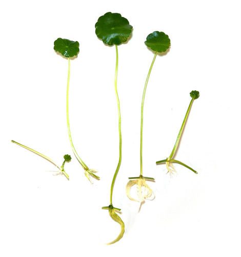 Hydrocotyleverticillata