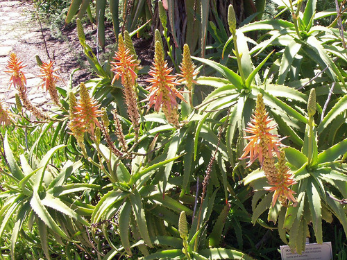 Muda De Babosa Aloe Vera Arborescens P/ Tratamento Medicinal | MercadoLivre